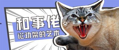 吃瓜群众猫咪打架,吃瓜群众见证的喵星人间喜剧