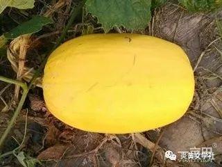 吃搅瓜
