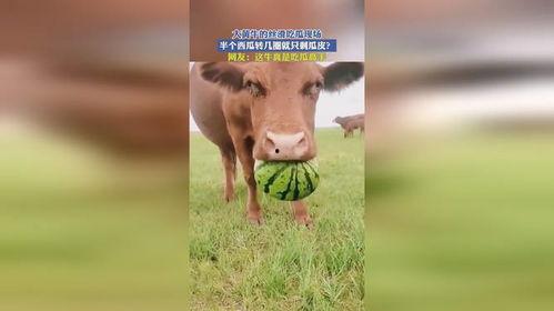 牛吃瓜吗,探寻牛吃瓜的奥秘